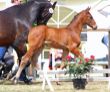 10-LmyFire-Abke-02.jpg